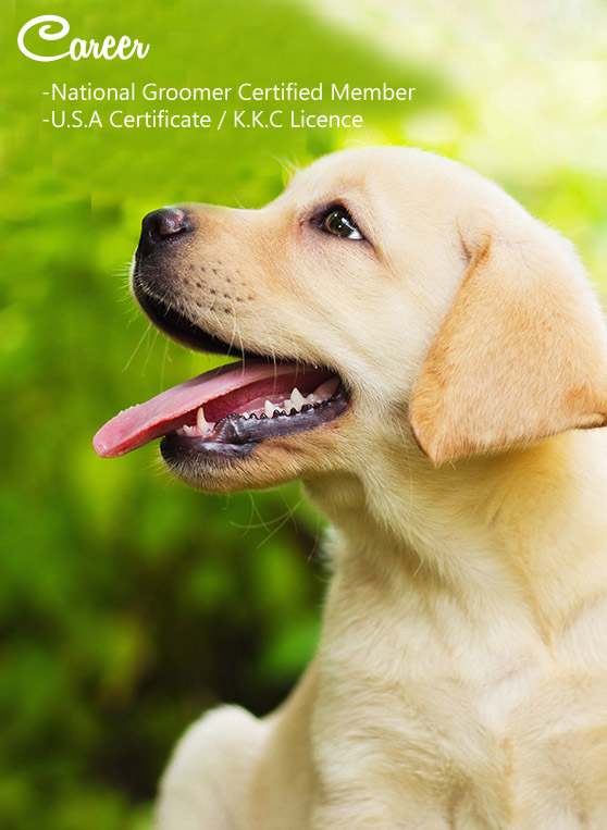 Pet grooming, dog grooming